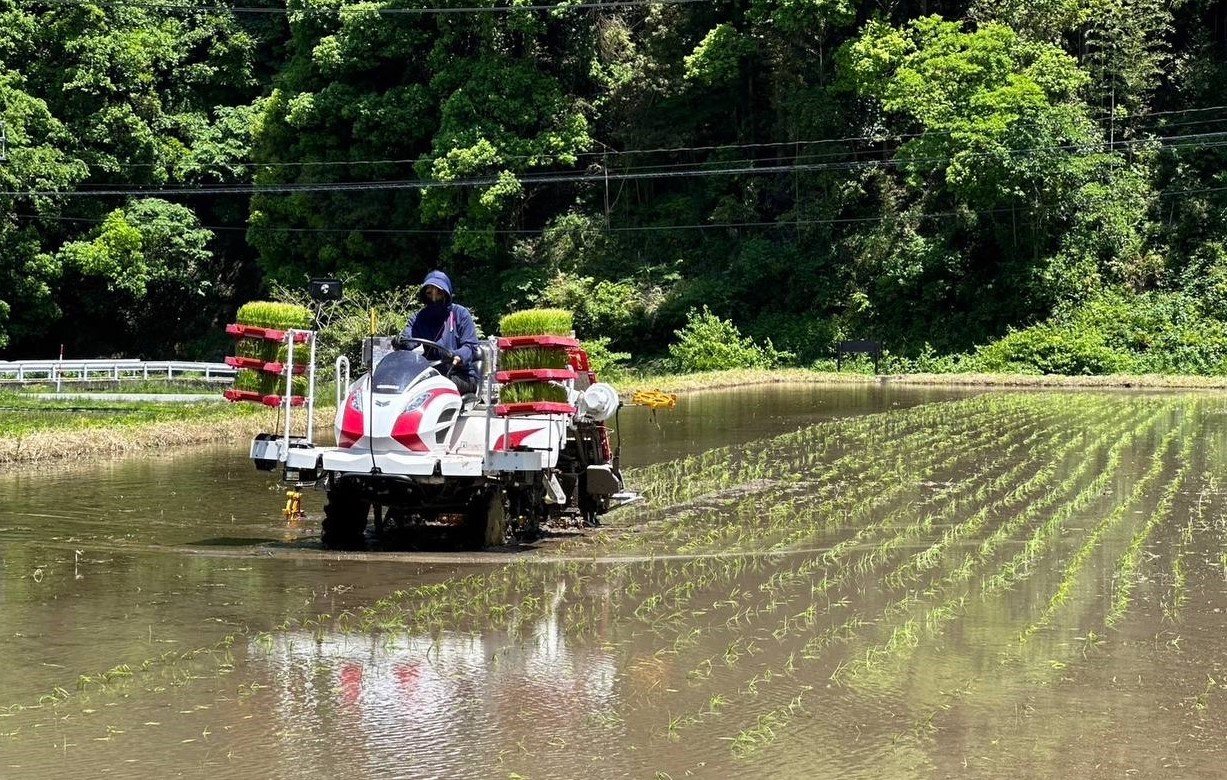 田植え.jpg