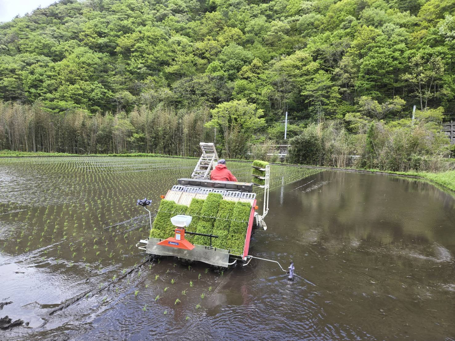 田植え.jpg